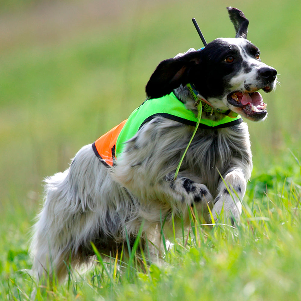 Capa de alta visibilidad para perros de caza BITRABI