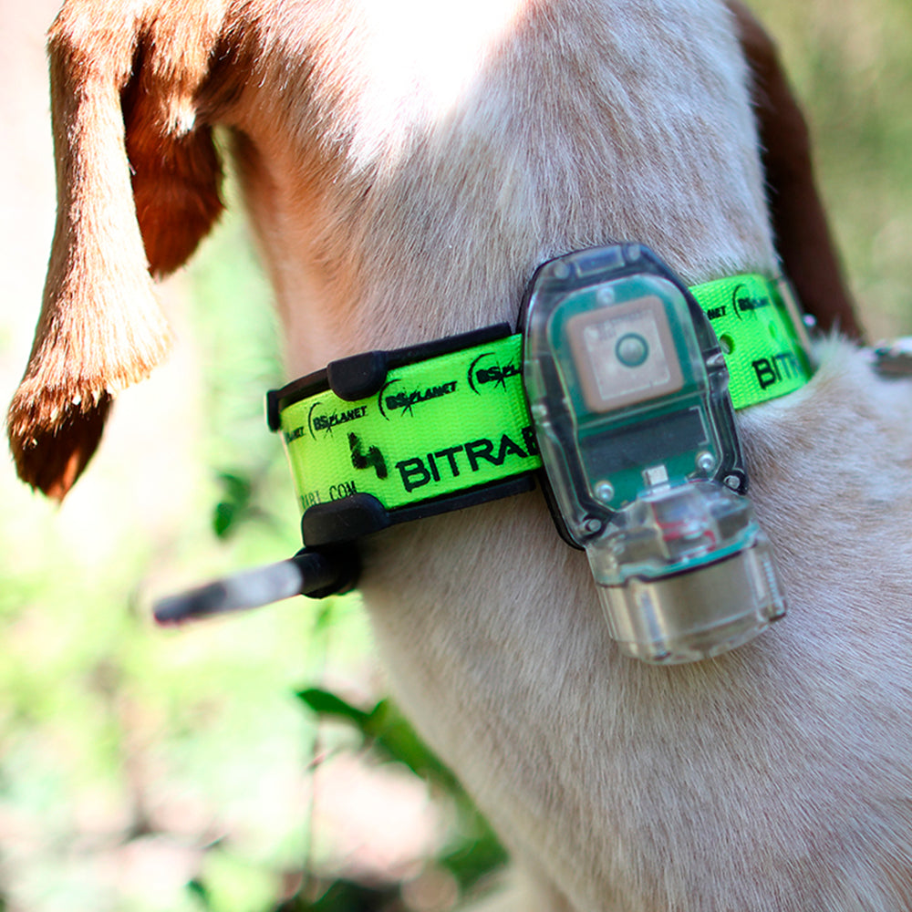 Kit Collar Radio GPS Mito 5100 con Beeper + Mando localizador BS 3003 Evomap Elite BITRABI perros de muestra