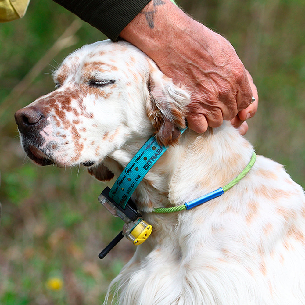 Kit Collar Radio GPS Mito 5100 con Beeper + Mando localizador BS 3003 Evomap Elite BITRABI perros de muestra